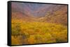 Smoky Mountains National Park, Fall Foliage in the Smoky Mountains National Park-Joanne Wells-Framed Stretched Canvas