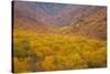 Smoky Mountains National Park, Fall Foliage in the Smoky Mountains National Park-Joanne Wells-Stretched Canvas