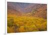 Smoky Mountains National Park, Fall Foliage in the Smoky Mountains National Park-Joanne Wells-Framed Photographic Print