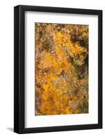 Smoky Mountains National Park, Fall Foliage Reflections in Litter River-Joanne Wells-Framed Photographic Print