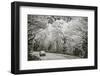 Smoky Mountains Roadway in Tennessee, Usa.-SeanPavonePhoto-Framed Photographic Print