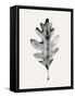 Smoky Oak Leaf I-Emma Caroline-Framed Stretched Canvas