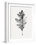 Smoky Oak Leaf I-Emma Caroline-Framed Art Print