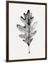 Smoky Oak Leaf I-Emma Caroline-Framed Art Print