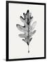 Smoky Oak Leaf I-Emma Caroline-Framed Art Print