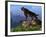 Smolodon On a Mountainside-Stocktrek Images-Framed Photographic Print