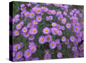 Smooth Aster plant in full summer bloom, Colorado-Tim Fitzharris-Stretched Canvas