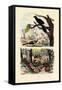 Smooth-Billed Ani, 1833-39-null-Framed Stretched Canvas