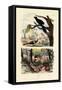 Smooth-Billed Ani, 1833-39-null-Framed Stretched Canvas