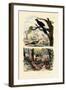 Smooth-Billed Ani, 1833-39-null-Framed Giclee Print