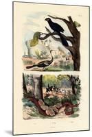 Smooth-Billed Ani, 1833-39-null-Mounted Giclee Print