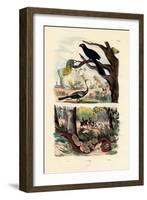 Smooth-Billed Ani, 1833-39-null-Framed Giclee Print