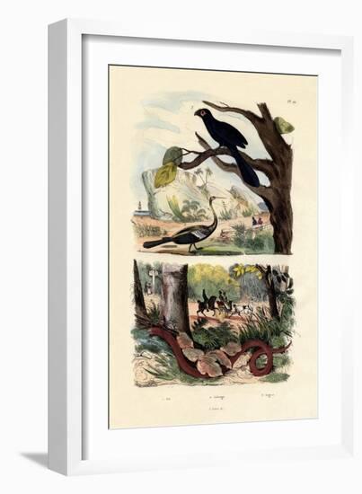 Smooth-Billed Ani, 1833-39-null-Framed Giclee Print