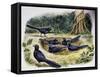 Smooth-Billed Ani Community (Crotophaga Ani), Cuculidae-null-Framed Stretched Canvas
