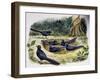 Smooth-Billed Ani Community (Crotophaga Ani), Cuculidae-null-Framed Giclee Print