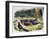 Smooth-Billed Ani Community (Crotophaga Ani), Cuculidae-null-Framed Giclee Print