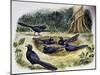 Smooth-Billed Ani Community (Crotophaga Ani), Cuculidae-null-Mounted Giclee Print