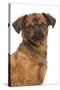 Smooth Brussels Griffon-null-Stretched Canvas