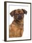 Smooth Brussels Griffon-null-Framed Photographic Print