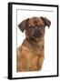 Smooth Brussels Griffon-null-Framed Photographic Print