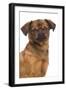 Smooth Brussels Griffon-null-Framed Photographic Print