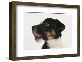 Smooth Coated Jack Russell Terrier, Black and White, Puppy, Head Portrait-Mark Taylor-Framed Photographic Print