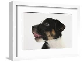 Smooth Coated Jack Russell Terrier, Black and White, Puppy, Head Portrait-Mark Taylor-Framed Photographic Print