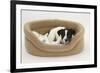 Smooth Coated Jack Russell Terrier, Black and White, Puppy Lying in Basket-Mark Taylor-Framed Photographic Print