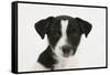 Smooth Coated Jack Russell Terrier, Black and White, Puppy, Portrait-Mark Taylor-Framed Stretched Canvas