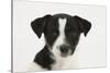 Smooth Coated Jack Russell Terrier, Black and White, Puppy, Portrait-Mark Taylor-Stretched Canvas