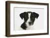 Smooth Coated Jack Russell Terrier, Black and White, Puppy, Portrait-Mark Taylor-Framed Photographic Print