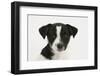 Smooth Coated Jack Russell Terrier, Black and White, Puppy, Portrait-Mark Taylor-Framed Photographic Print