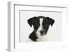 Smooth Coated Jack Russell Terrier, Black and White, Puppy, Portrait-Mark Taylor-Framed Photographic Print