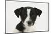 Smooth Coated Jack Russell Terrier, Black and White, Puppy, Portrait-Mark Taylor-Mounted Photographic Print