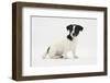 Smooth Coated Jack Russell Terrier, Black and White, Puppy Sitting-Mark Taylor-Framed Photographic Print