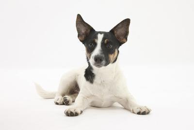 smooth haired jack russell