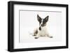 Smooth Coated Jack Russell Terrier, Female, Black, Tan and White, with Ears Erect-Mark Taylor-Framed Photographic Print