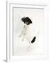 Smooth Coated Jack Russell Terrier Puppy, Black and White, 9 Weeks, Jumping Up-Mark Taylor-Framed Photographic Print