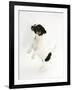 Smooth Coated Jack Russell Terrier Puppy, Black and White, 9 Weeks, Jumping Up-Mark Taylor-Framed Photographic Print