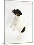 Smooth Coated Jack Russell Terrier Puppy, Black and White, 9 Weeks, Jumping Up-Mark Taylor-Mounted Photographic Print
