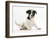 Smooth Coated Jack Russell Terrier Puppy, Black and White, 9 Weeks, Licking Her Nose-Mark Taylor-Framed Photographic Print