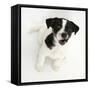 Smooth Coated Jack Russell Terrier Puppy, Black and White, 9 Weeks, Looking Up, Barking-Mark Taylor-Framed Stretched Canvas
