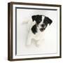 Smooth Coated Jack Russell Terrier Puppy, Black and White, 9 Weeks, Looking Up, Barking-Mark Taylor-Framed Photographic Print