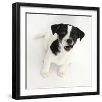 Smooth Coated Jack Russell Terrier Puppy, Black and White, 9 Weeks, Looking Up, Barking-Mark Taylor-Framed Photographic Print