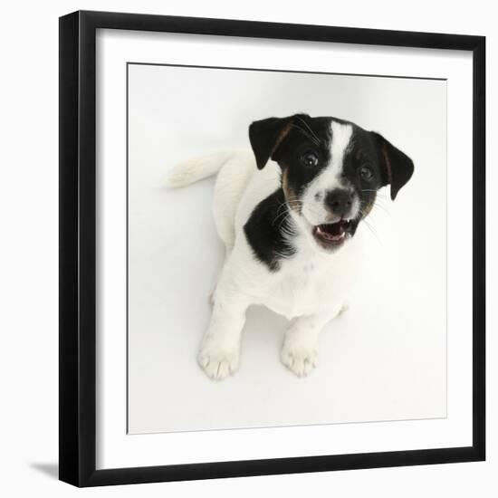 Smooth Coated Jack Russell Terrier Puppy, Black and White, 9 Weeks, Looking Up, Barking-Mark Taylor-Framed Photographic Print