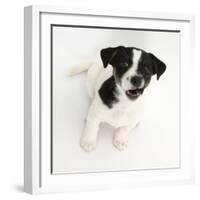 Smooth Coated Jack Russell Terrier Puppy, Black and White, 9 Weeks, Looking Up, Barking-Mark Taylor-Framed Photographic Print