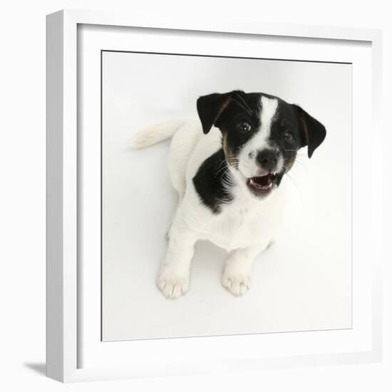 Smooth Coated Jack Russell Terrier Puppy, Black and White, 9 Weeks, Looking Up, Barking-Mark Taylor-Framed Photographic Print