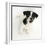 Smooth Coated Jack Russell Terrier Puppy, Black and White, 9 Weeks, Looking Up, Barking-Mark Taylor-Framed Photographic Print