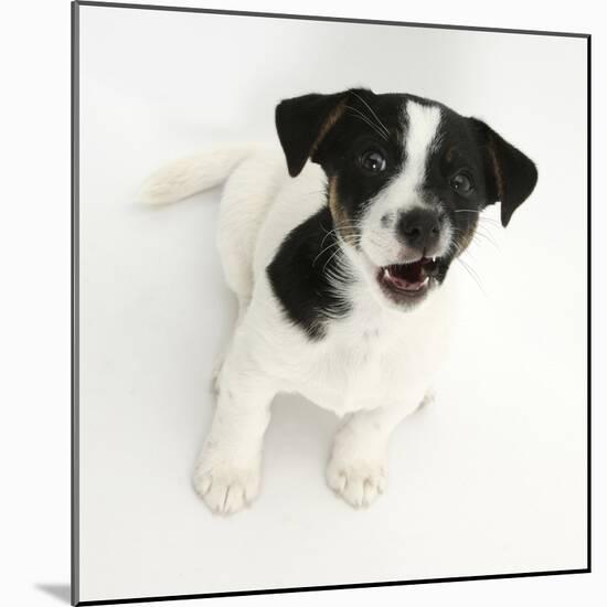 Smooth Coated Jack Russell Terrier Puppy, Black and White, 9 Weeks, Looking Up, Barking-Mark Taylor-Mounted Photographic Print