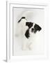 Smooth Coated Jack Russell Terrier Puppy, Black and White, 9 Weeks, Looking Up-Mark Taylor-Framed Photographic Print